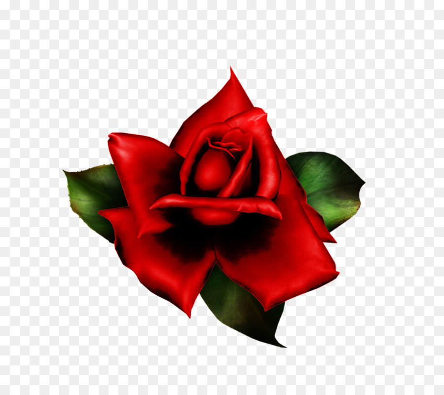Hoa hồng trong vườn hoa đã Cắt Cánh - những người khác
