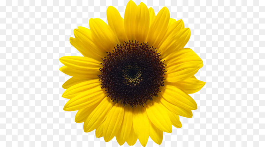 Gemeinsame Sonnenblume clipart - andere