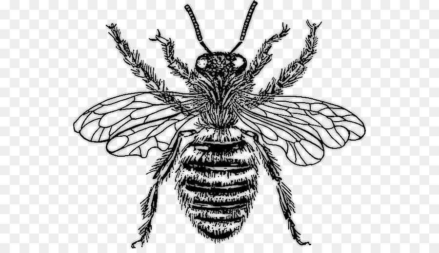 Ong mật phương tây Vẽ Clip nghệ thuật - con ong