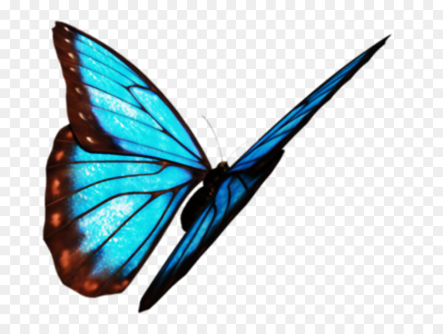 Monarca, farfalla, Falena Pennello zampe farfalle - farfalla