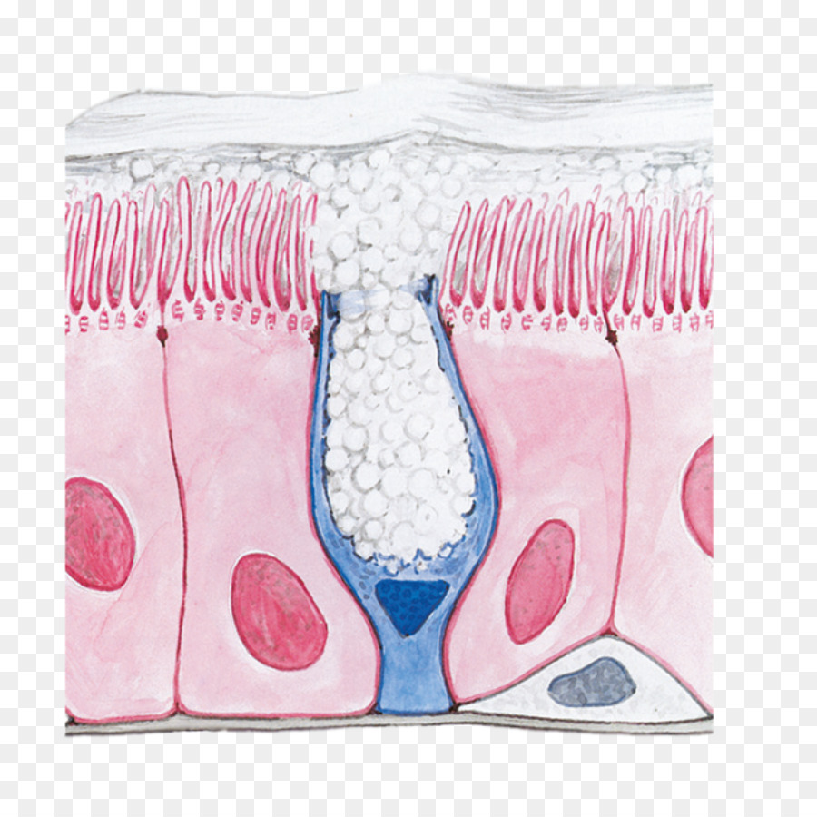 Epitelio respiratorio apparato Respiratorio delle cellule di Calice Trachea sistema Respiratorio - naso