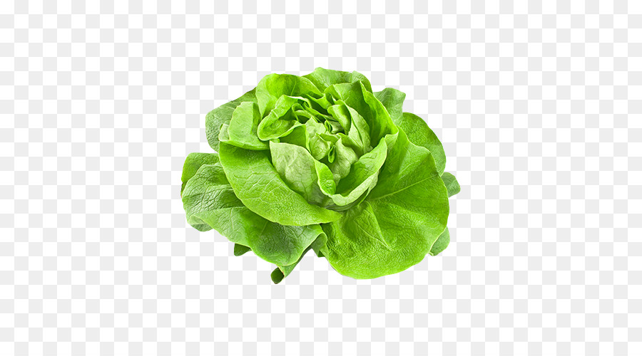 Kopfsalat Gemüse eissalat Salat - pflanzliche