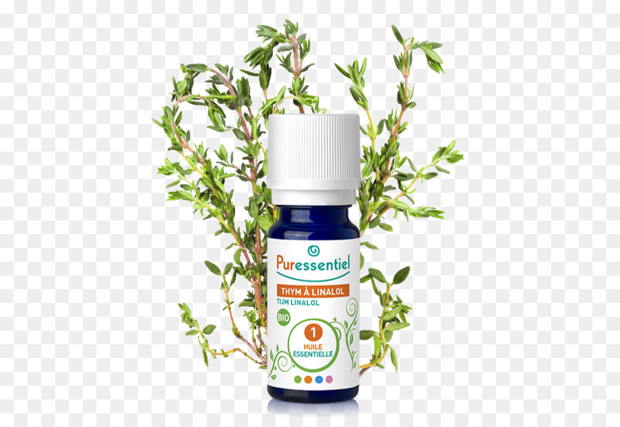 Ätherisches Öl Ravensara aromatica Lavandula latifolia Herb - öl