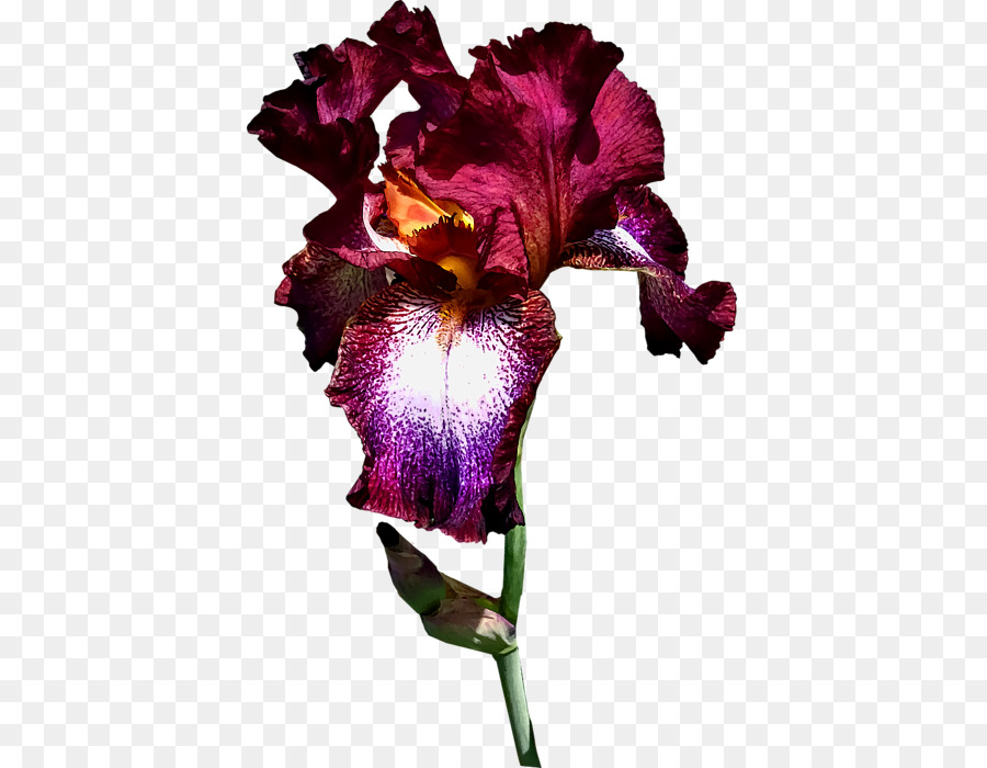 Violett-Cattleya-Orchideen-Familie Violaceae - Wein splash