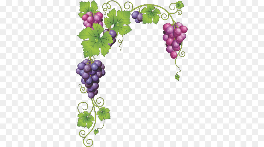 Comune di Uva, Vite da Vino Uva foglie - vino