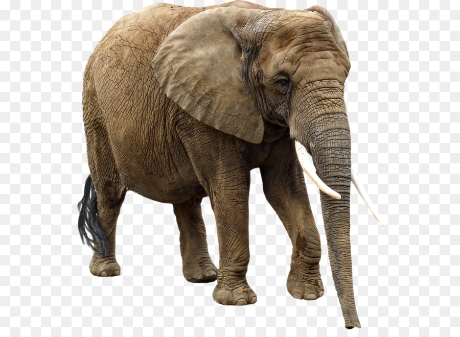 Elefante africano Elephantidae Clip art - gli elefanti