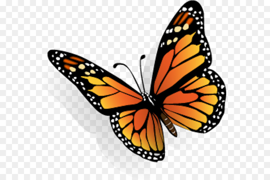 Farfalla monarca Cavolo bianco Limenitis arthemis - farfalla