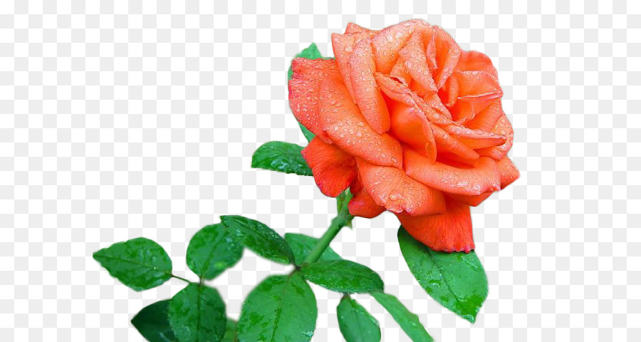Hoa hồng trong vườn Hoa Vẽ Hoa thiết kế - hoa