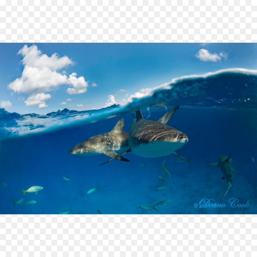 Squali e delfini Pinna di squalo bianco Caribbean reef shark - squalo