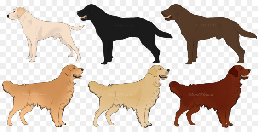 Nova Scotia chó Săn Tolling Vịt con Chó con Chó giống con chó Đồng - Chó Săn Vàng