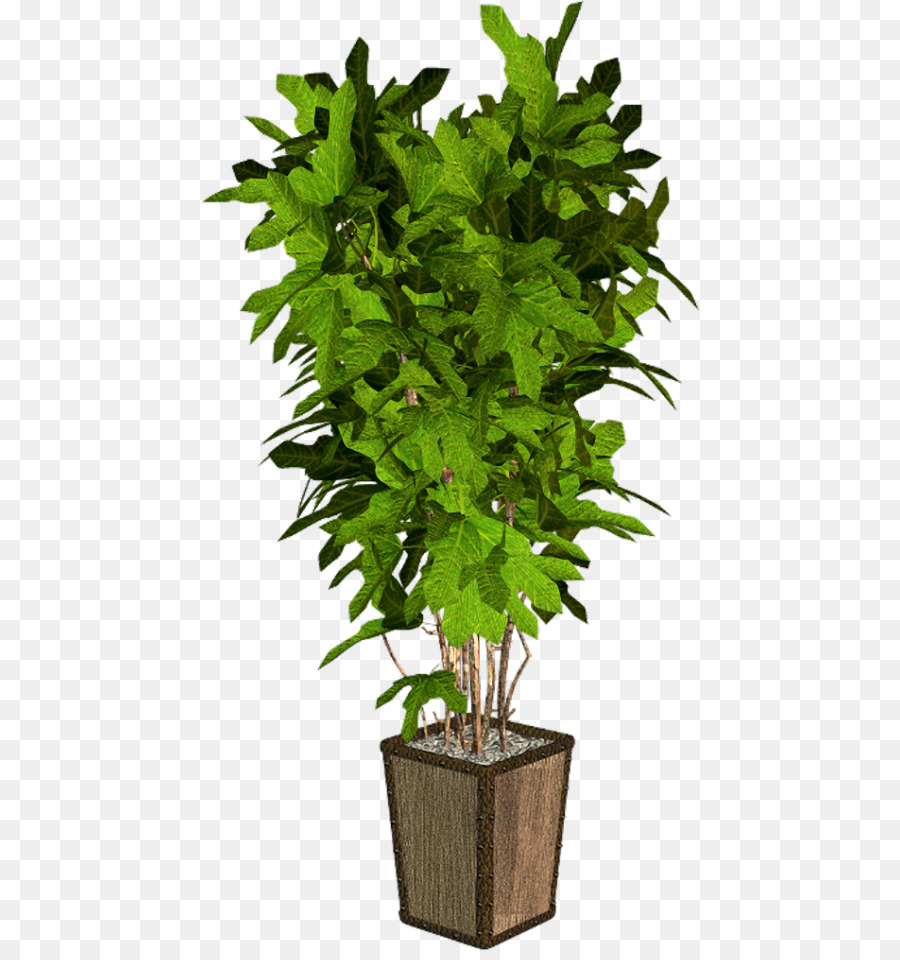 Blumentopf Zimmerpflanze Baum - Baum