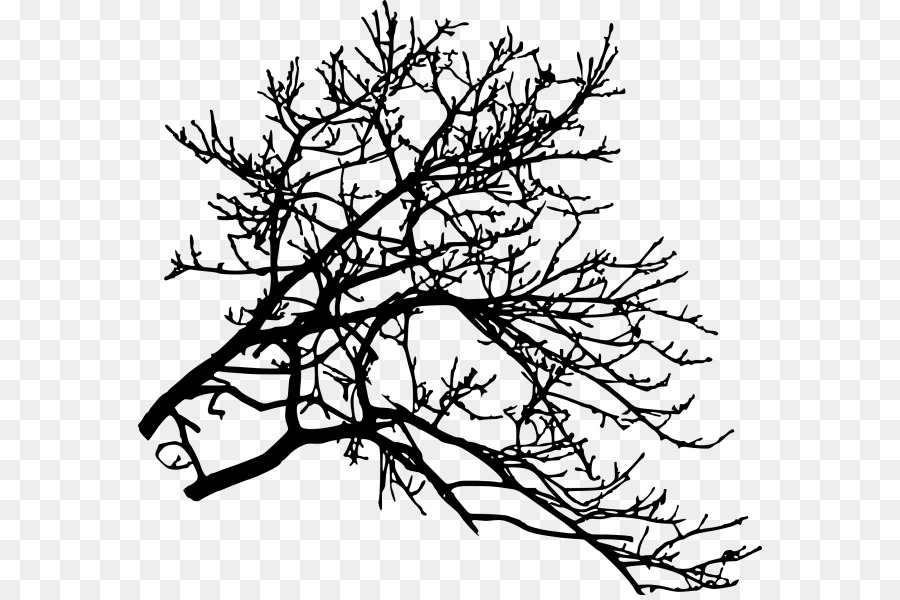 Twig Ramo Di Albero - albero
