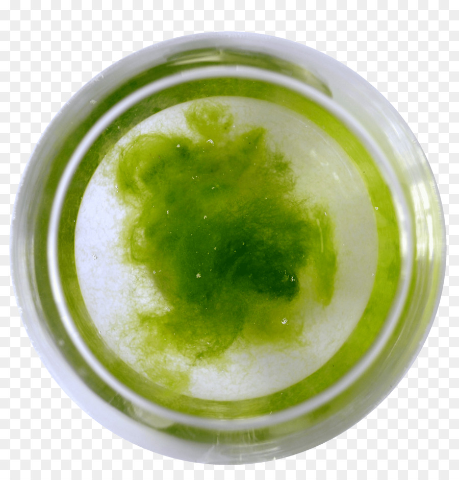 Bakterien, Grüne Algen Keyword-Tool-Umgebung - andere