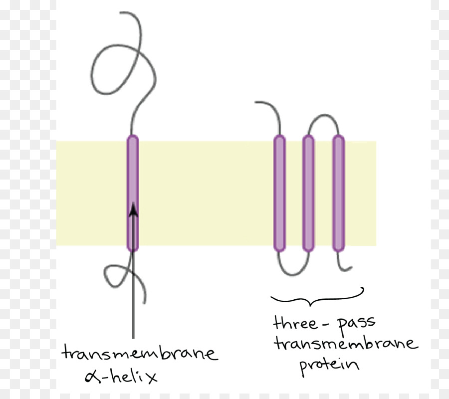 Carta Logo proteina Transmembrana di tipo di Carattere - Design