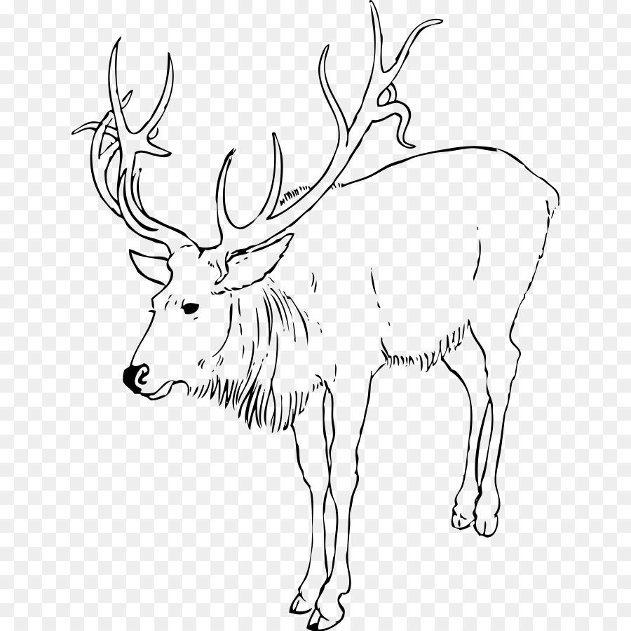 Reindeer White-tailed deer-Malbuch Kind - Rentier