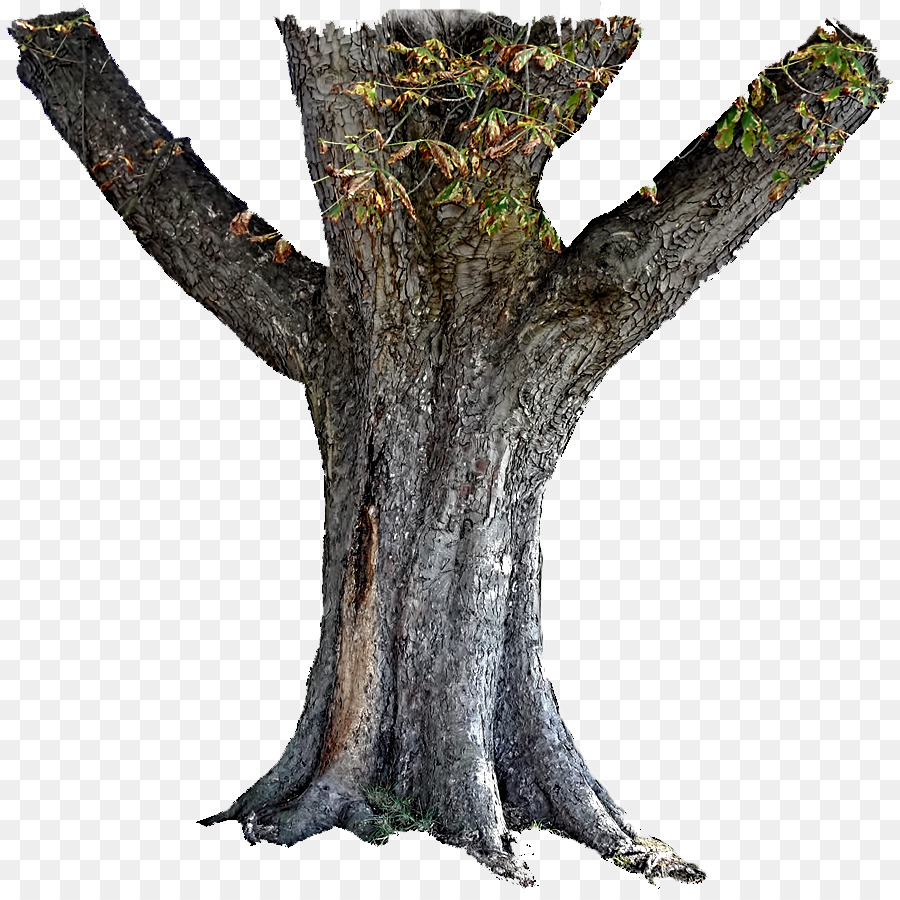 Tronco tronco Corteccia - albero
