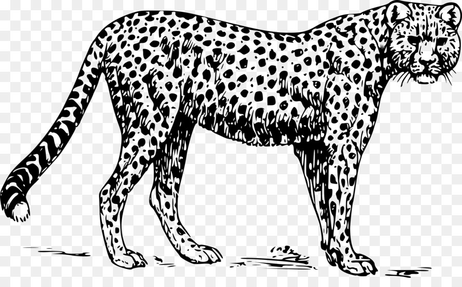 Cheetah Vẽ Clip nghệ thuật - con báo png tải về - Miễn phí trong suốt Động  Vật Hoang Dã png Tải về.