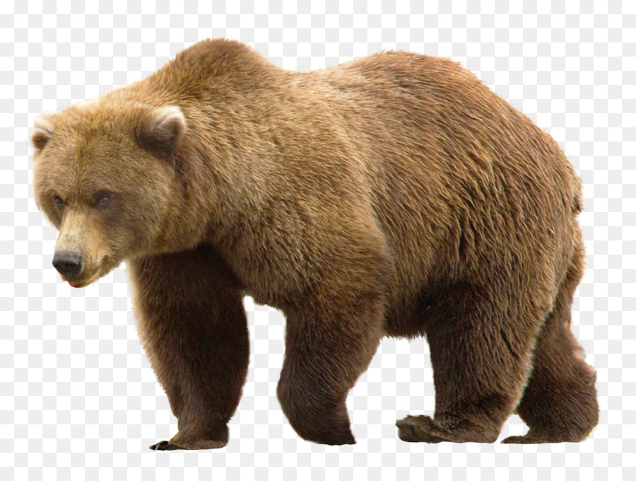 Grizzlybär - tragen