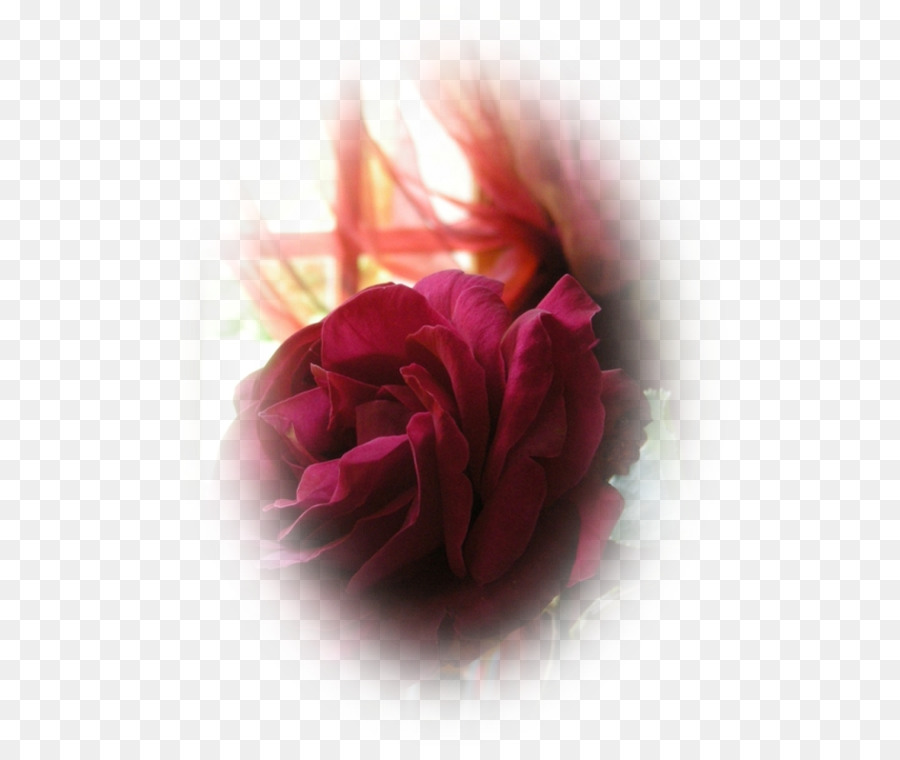 Le rose da giardino Cavolo Petalo di rosa Sfondo del Desktop - Non due