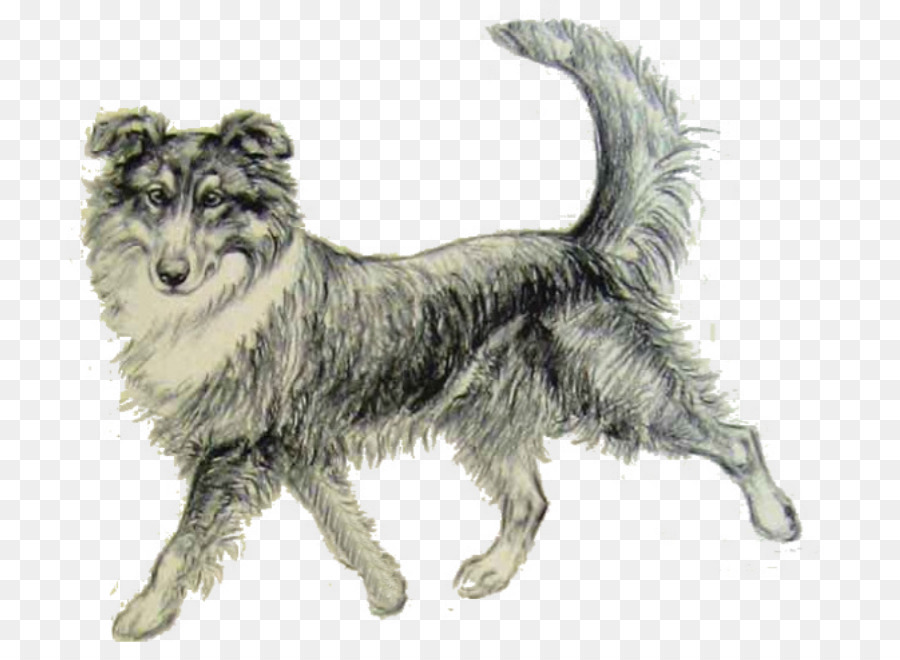Der Hase Indian Hund, Hund, Rasse, Zeichnung, Skizze - Hund Brief