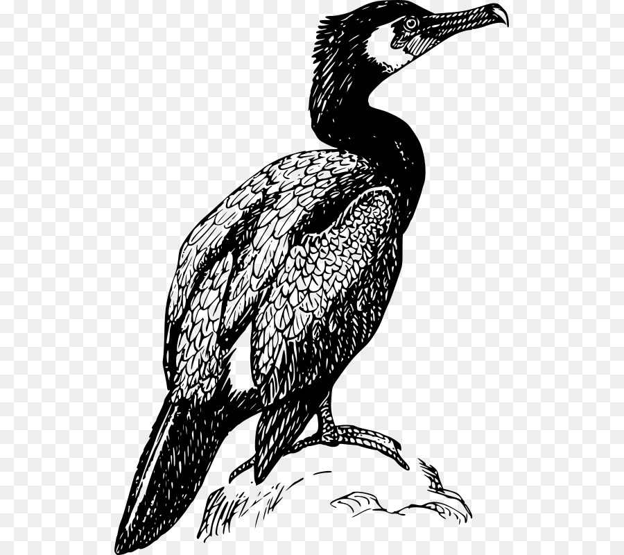 Doppio crestato Cormorano Uccello Disegno Clip art - uccello