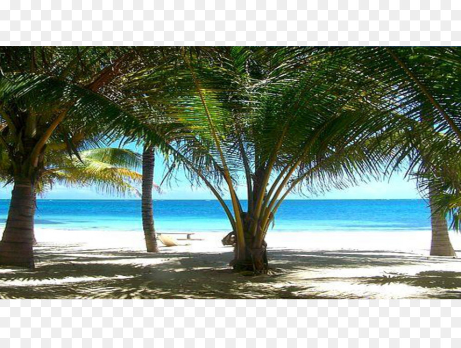 Karibische Kokos-Desktop Wallpaper Tropen Date palm - Kokos