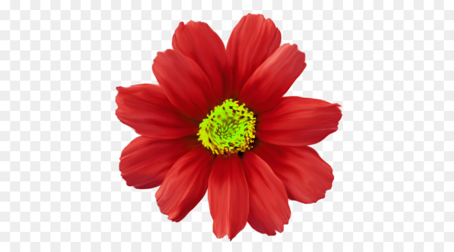 Crisantemo Fiore Rosso Comune daisy Impianto - crisantemo