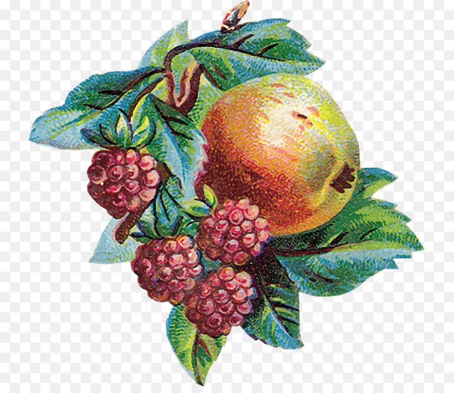 Daumen Obst - vintage Frucht