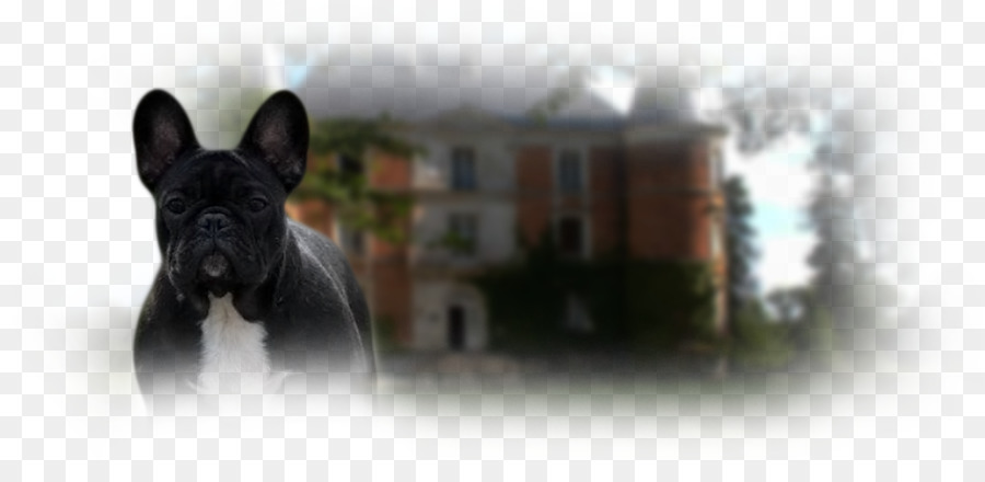 Französische Bulldogge Hunderasse Schnauze - marvin ist