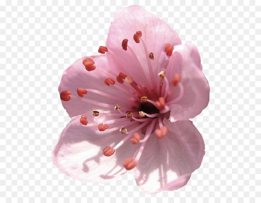 Mandel Blüten, Blume, Blütenblatt Delaware - blume