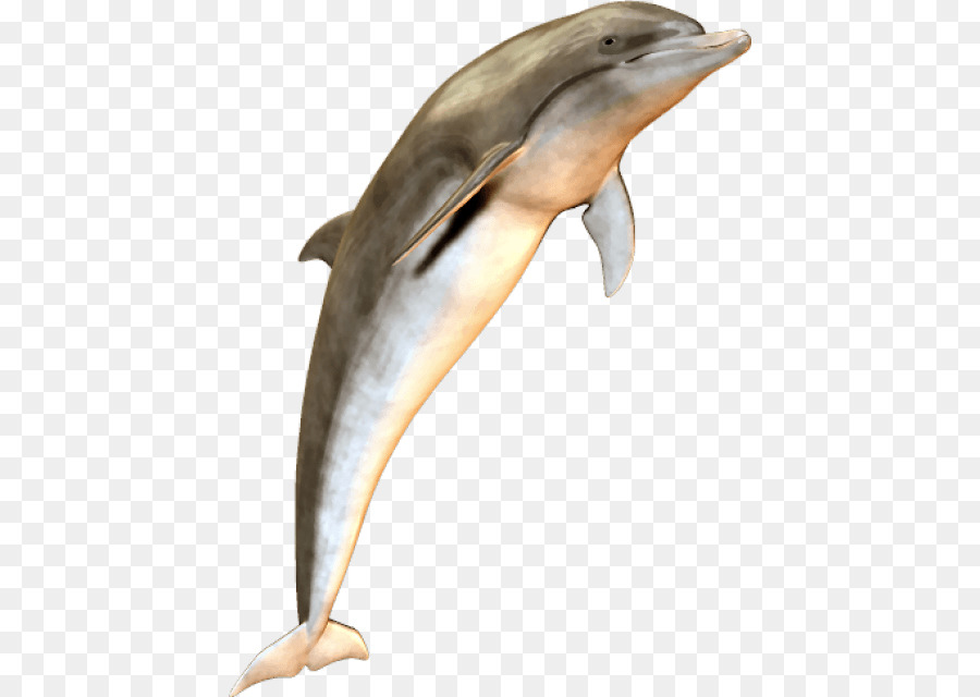 Gestreifter Delphin Bottlenose Delphin Flussdelfin - Delphin