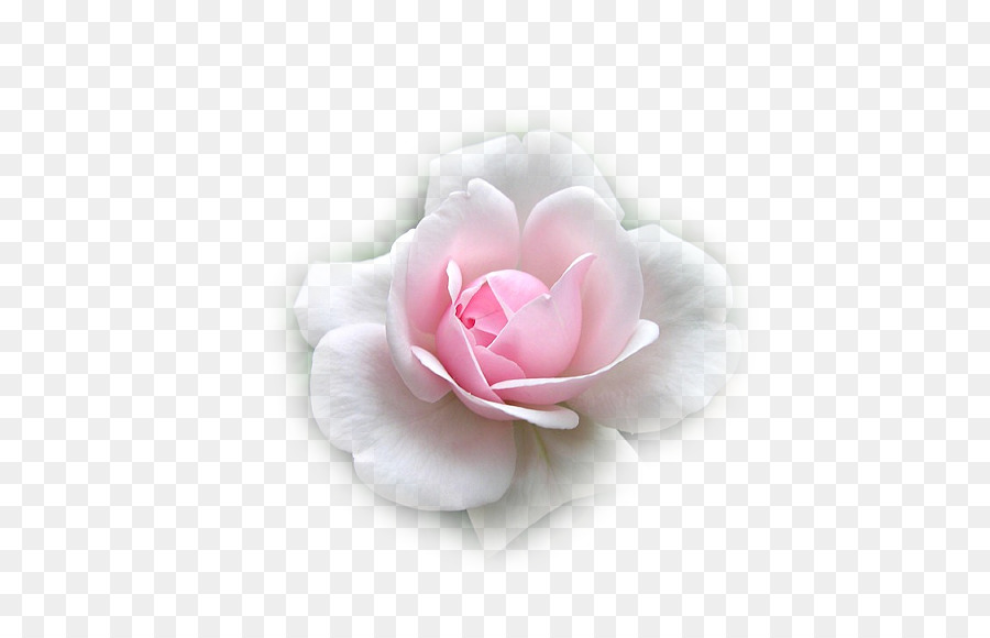 Le rose da giardino Fiore di Cavolo rosa Amore Tristezza - fiore