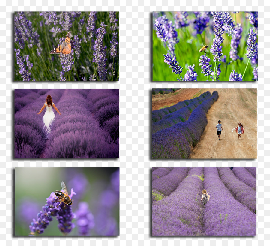 English lavender Lavender Gardens See Salda Französisch Lavendel Isparta - Lavendel