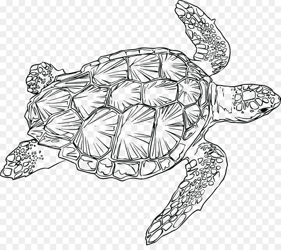 Rùa biển rùa Bò sát rùa biển Xanh - rùa