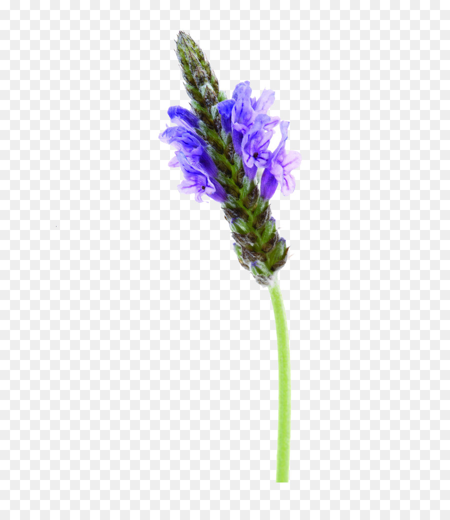 English lavender-Bild-Datei-Formate, Lila - andere