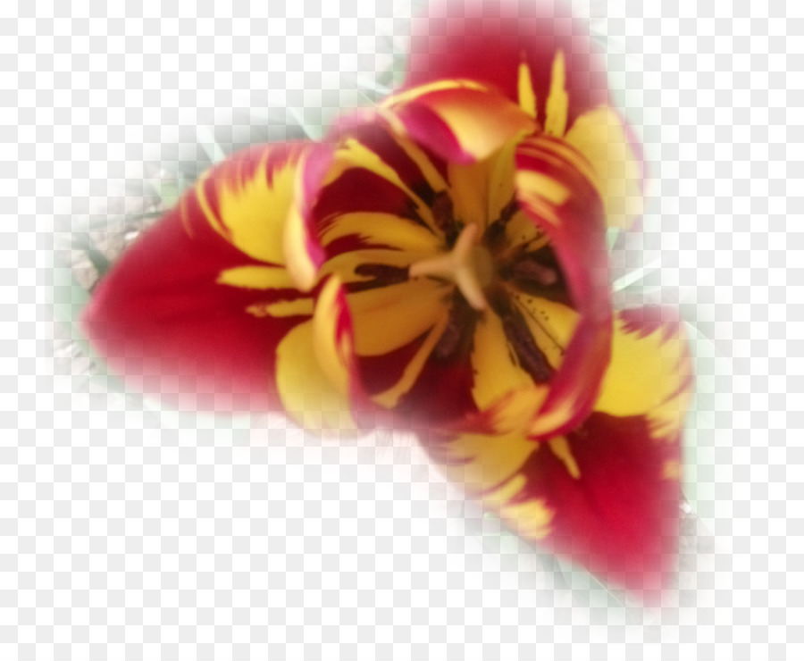 Tulip Petal Nahaufnahme des 17. Jahrhunderts - Tulip