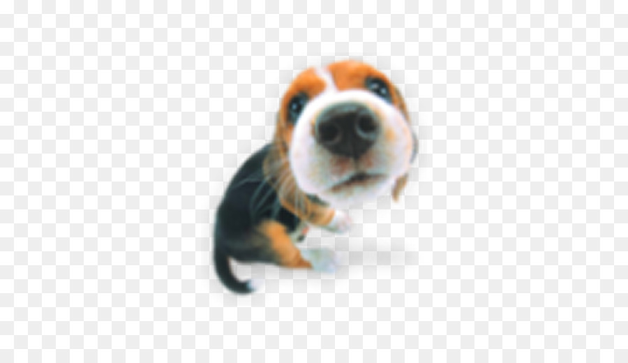 Beagle-Geburtstag-Kuchen-Gruß - & Grußkarten Bluetick Coonhound - Geburtstag