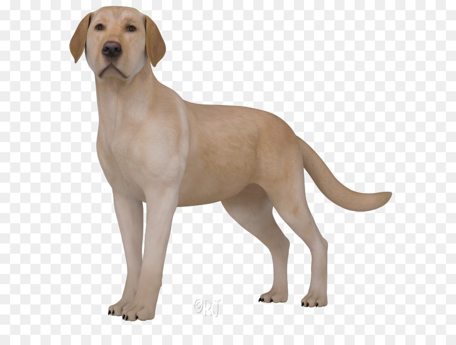Labrador Retriever Broholmer Cucciolo di Cane di razza cane da compagnia - cucciolo