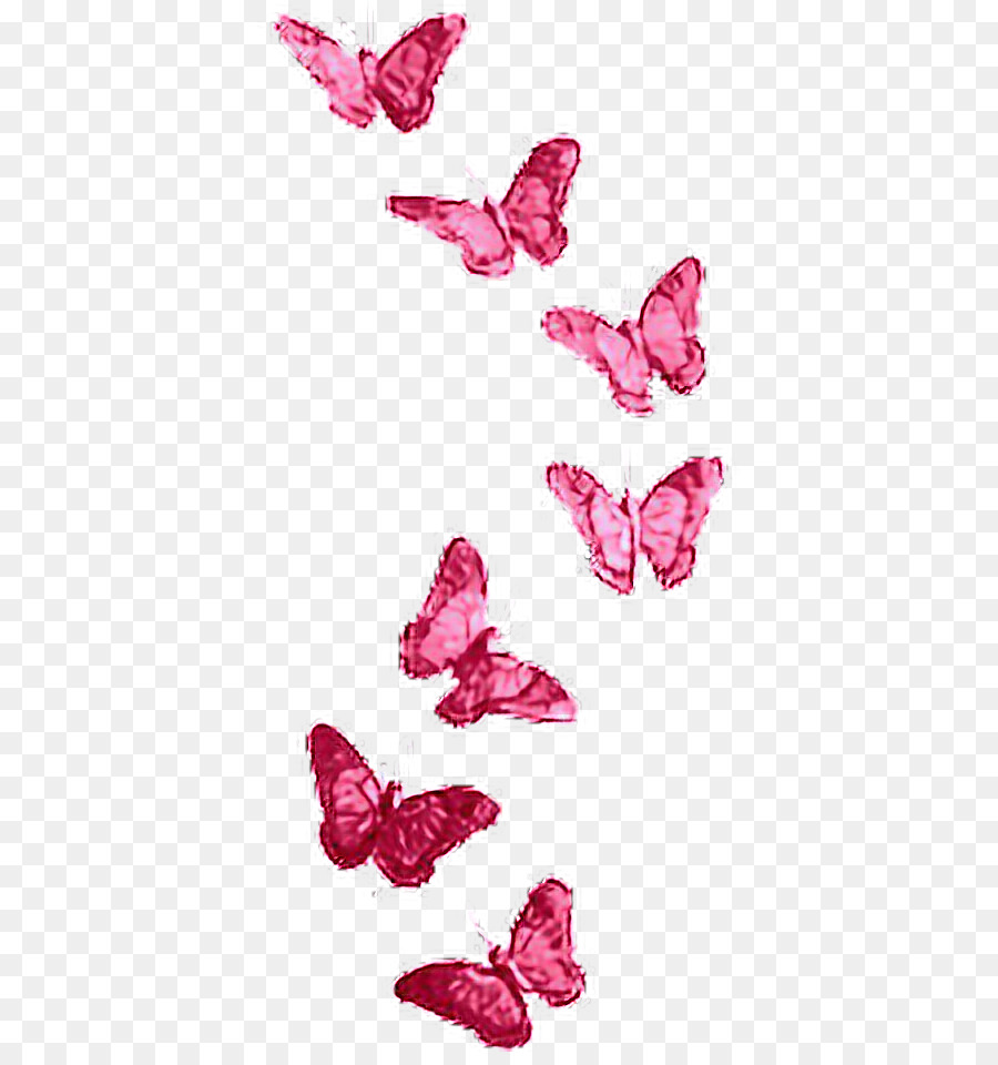 Farfalla, Fotografia Trasparenza e traslucenza - farfalla