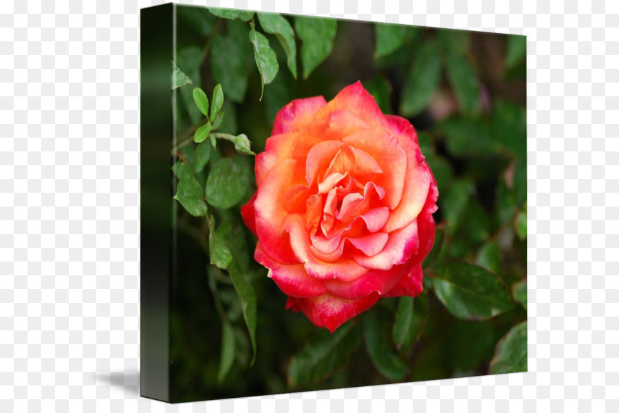Floribunda rose da Giardino di Cavolo rosa Rosa Pace del Deserto - la rosa del deserto