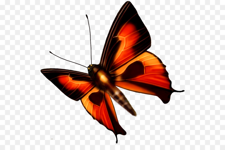 Monarch-Schmetterling-Insekt-Farbe - Schmetterling