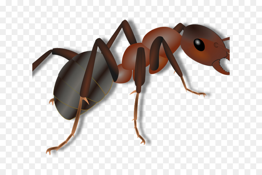 Black carpenter ant, Insekt, Ameise Kolonie Kugel ant - Insekt