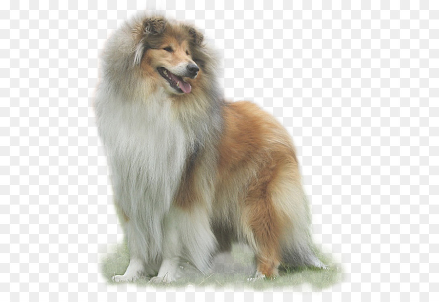 Thô chó colley Shetland Giống tiếng Iceland chó chăn Cừu đức Spitz Tàu giống Chó - Chó colley