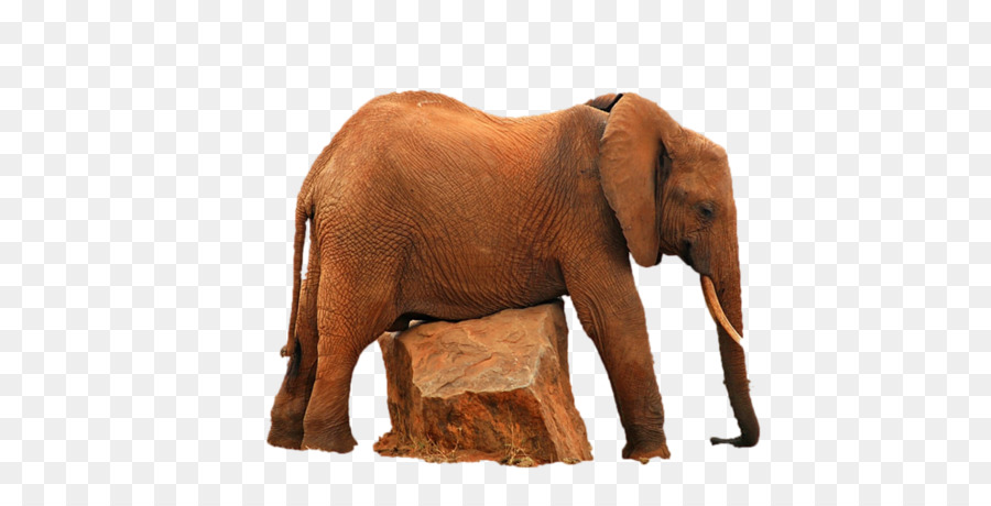 Indischer Elefant afrikanischer Elefant Wildlife Elephantidae - Indien