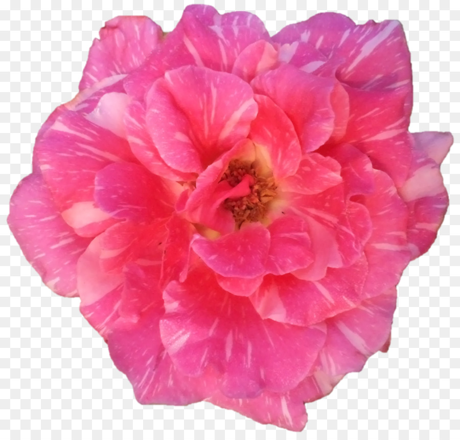 Cavolo Giardino di rose rose Floribunda Rosen Tantau fiori recisi - Devi