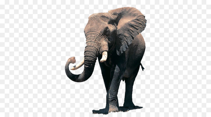 Afrikanische Elefanten-Desktop Wallpaper Elephantidae indischen Elefanten - andere