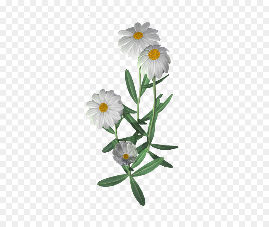 Blume Gemeinsamen daisy Clip art - blume