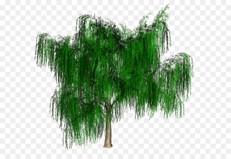 Chi nhánh Cây đà Điểu Fern Mạch cây - cây