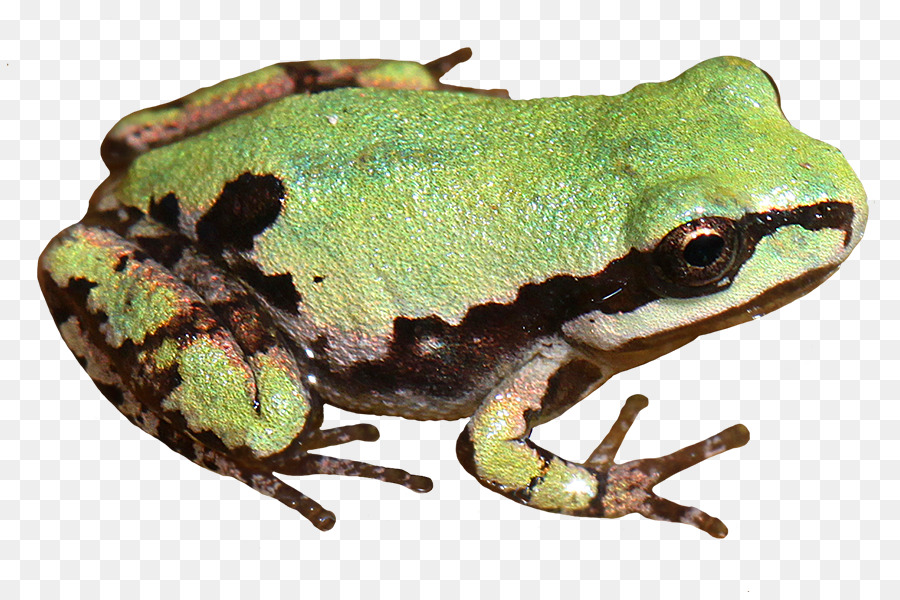 American bullfrog Baum-Frosch-Kröte-clipart - Frosch