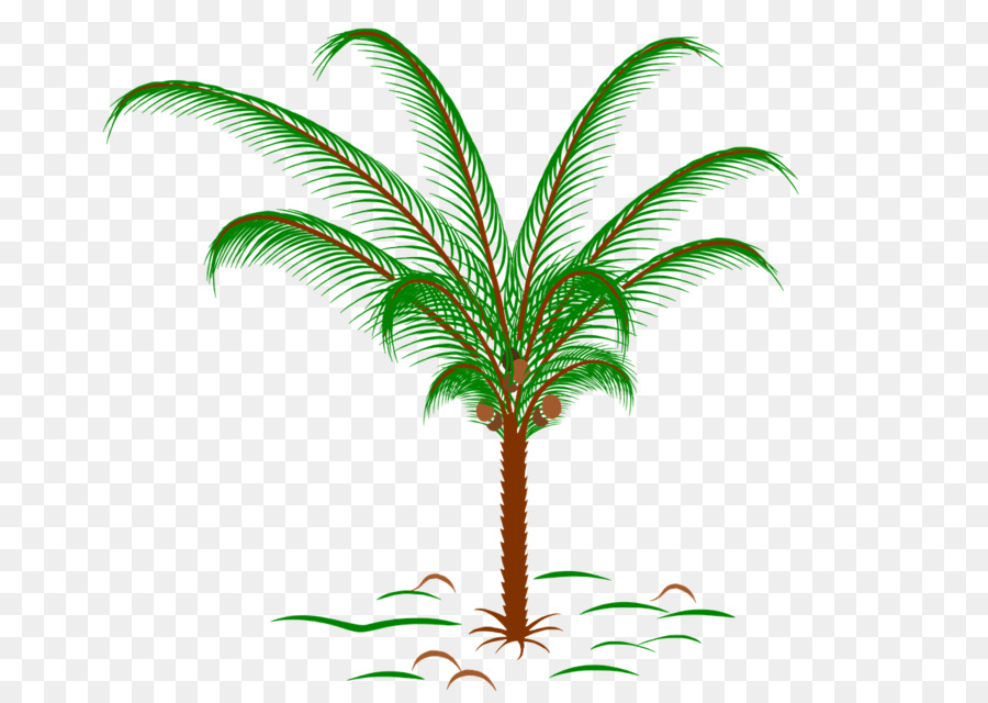 Carta Arecaceae Tropici ramo di Palma in foglia di Palma manoscritto - Palm